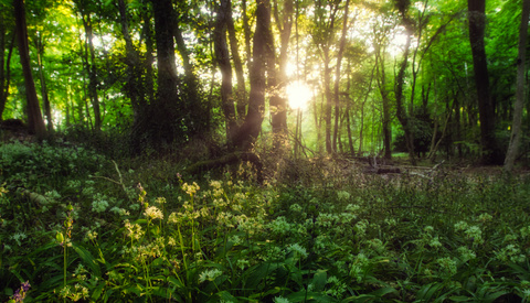 Move Over Lightroom, Luminar Neo Is The One