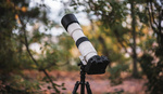 The Ultimate Aerial and Wildlife Lens? We Review the New Canon RF 200-800mm f/6.3-9 IS USM